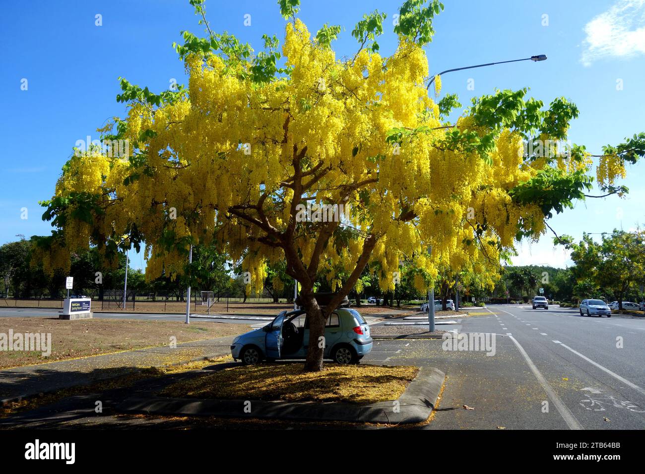Golden chain tree (Laburnum anagyroides) in full bloom, Lily Street, Cairns, Queensland, Australia Stock Photo