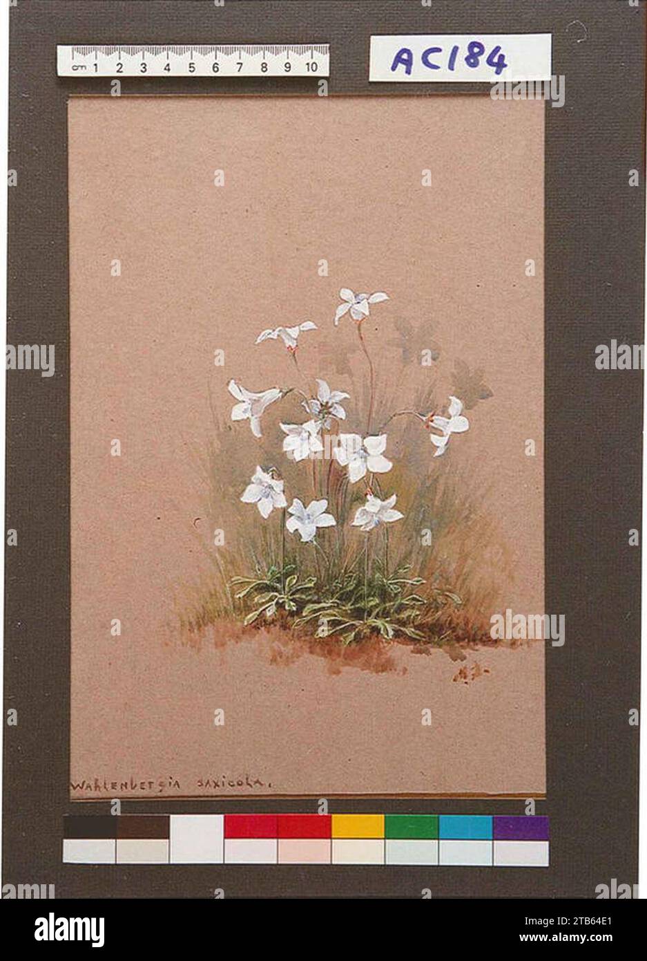 Wahlenbergia saxicola by Nina Jones ac184. Stock Photo