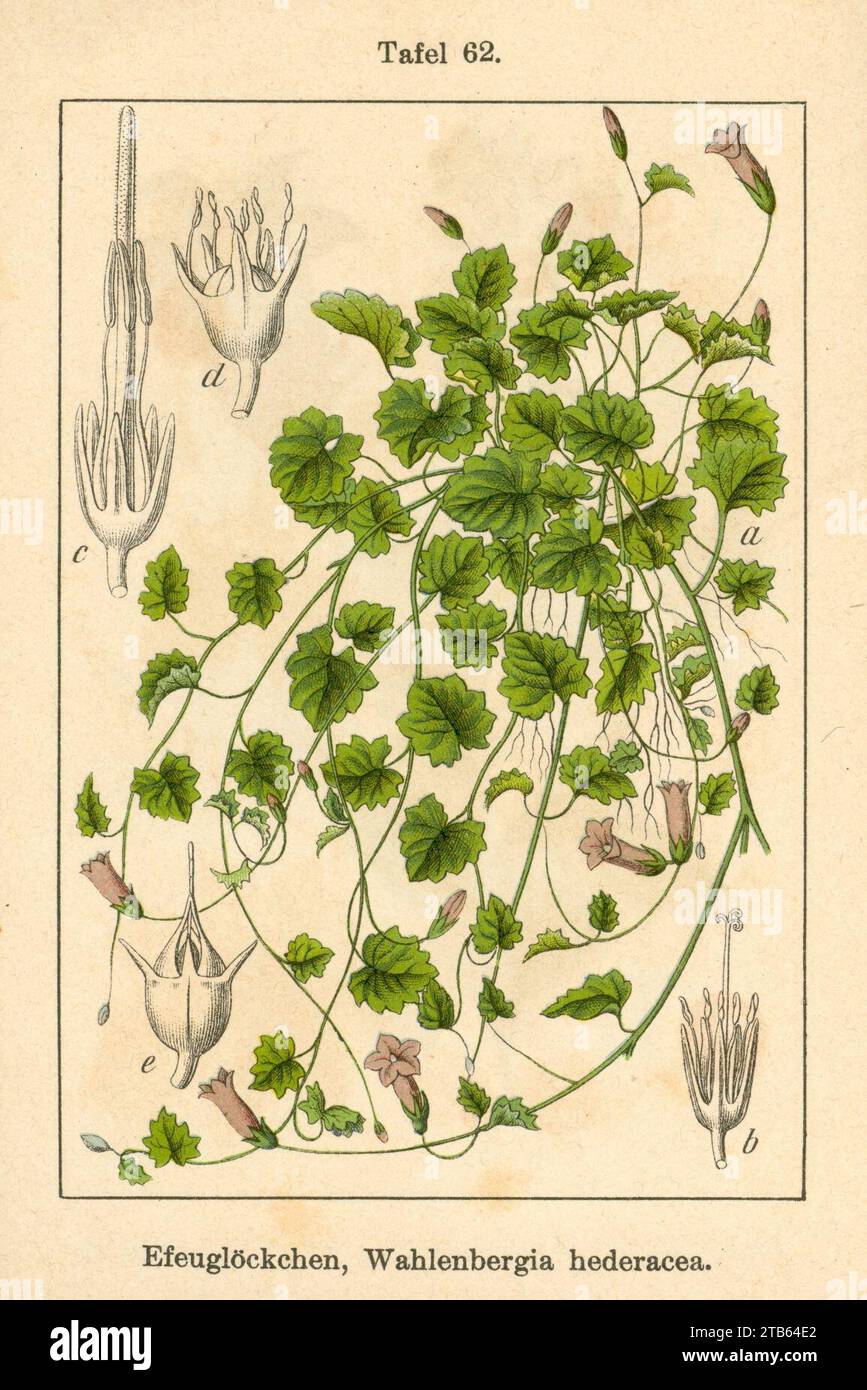 Wahlenbergia hederacea illustration (01). Stock Photo