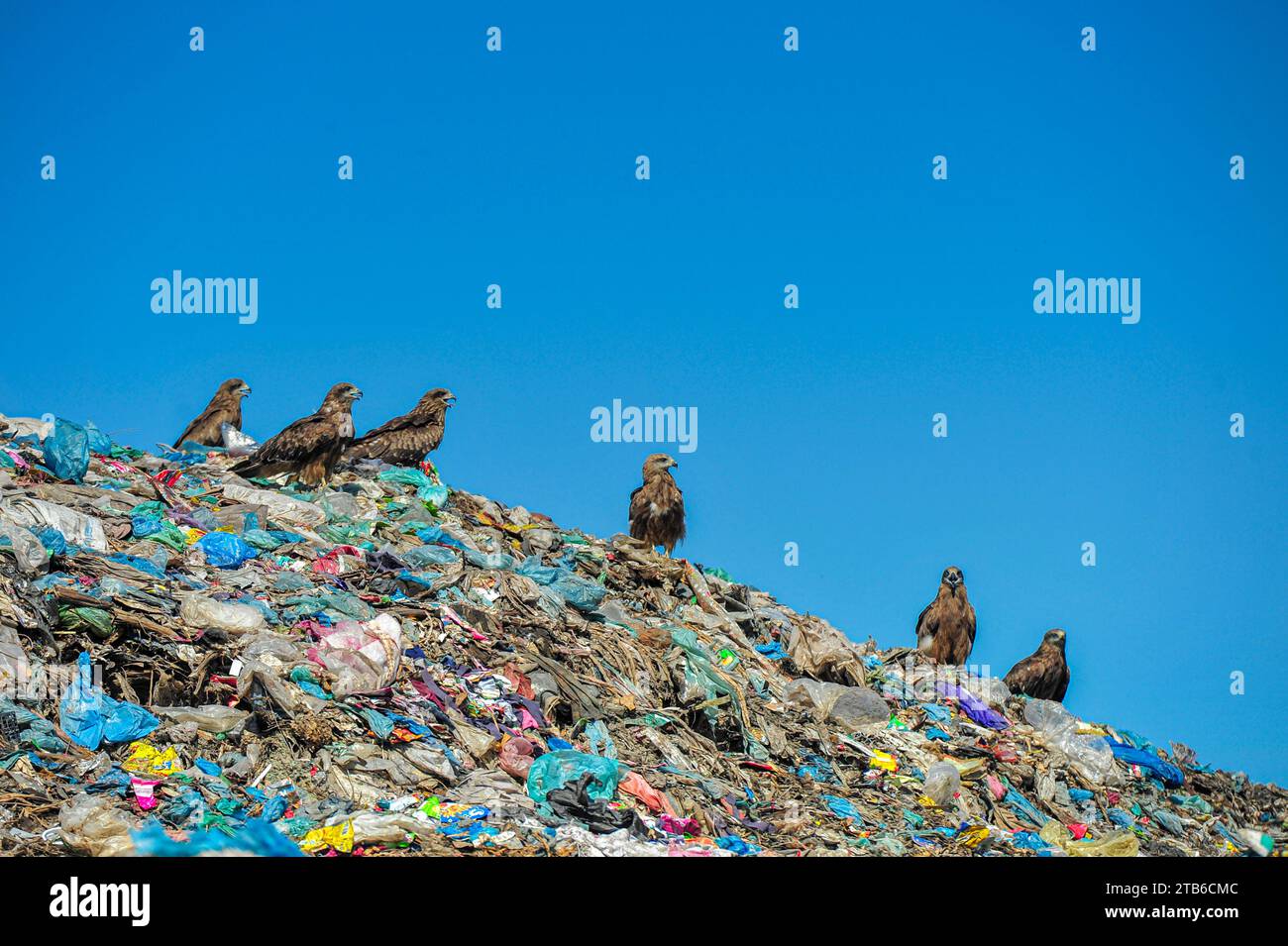 Falcon Hawks searching for food at Sylhet's Parairchak garbage dump