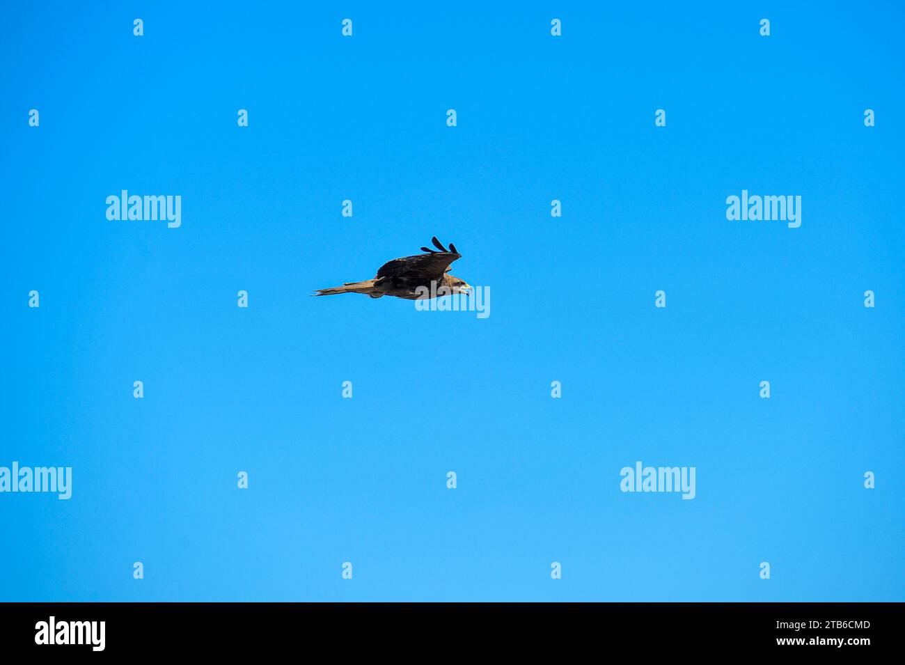 Falcon Hawks searching for food at Sylhet's Parairchak garbage dump