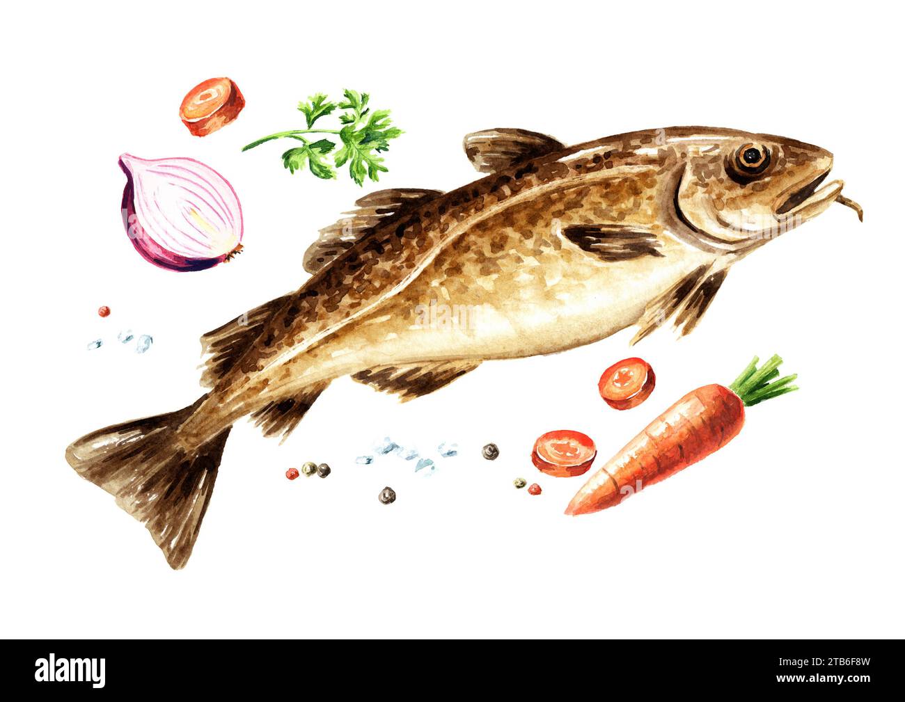 Watercolour Cod Fresh codfish. Hand drawn watercolor illustration, isolated on white ...