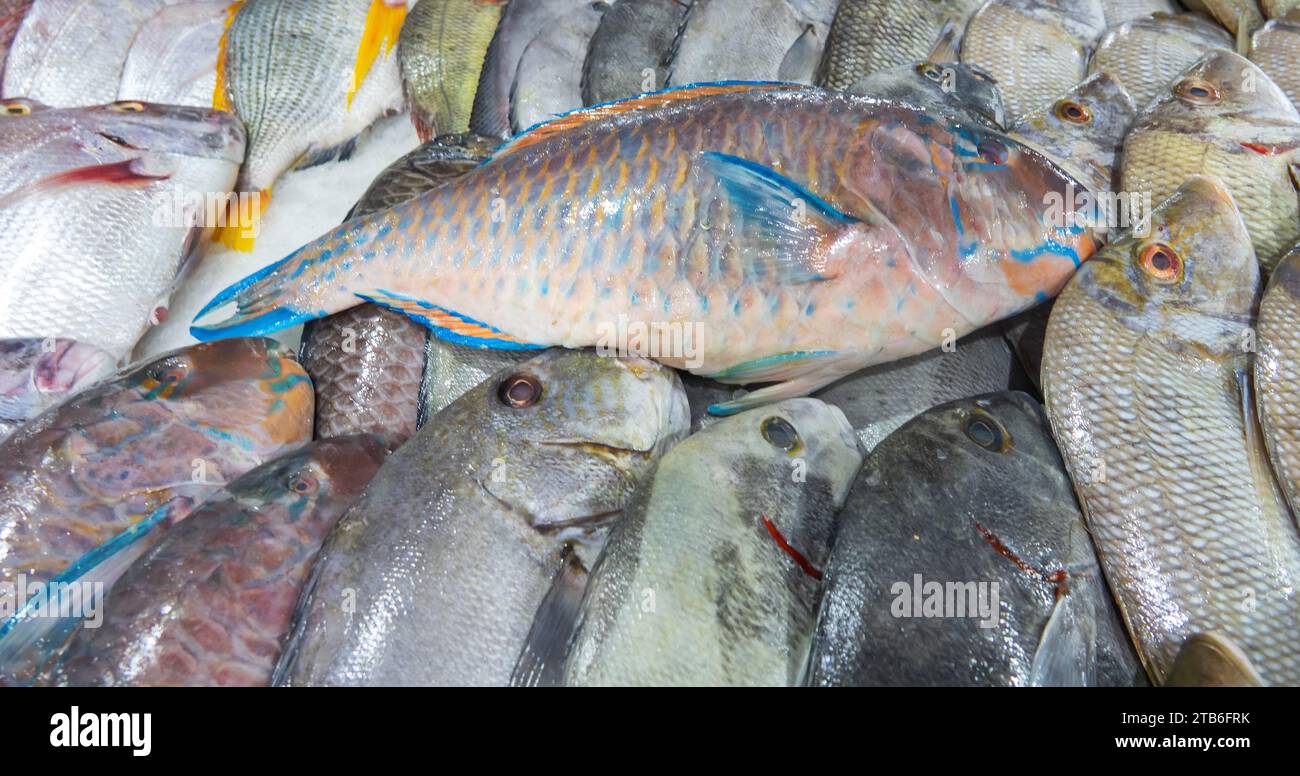 Bandar Abbas, Iran. Fish market. The fish of the Persian Gulf and the Arabian Sea are caught and sold. parrot-fish (Scaridae) Stock Photo