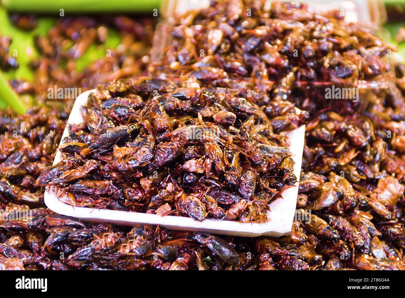 Exotic Asian food. Thai ancient cuisine. Fried insect, beetles imago Stock Photo