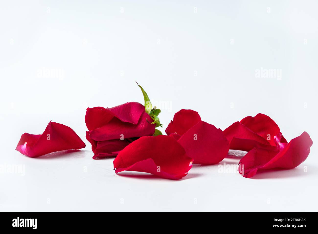 Red rose petals isolated on white background Stock Photo - Alamy