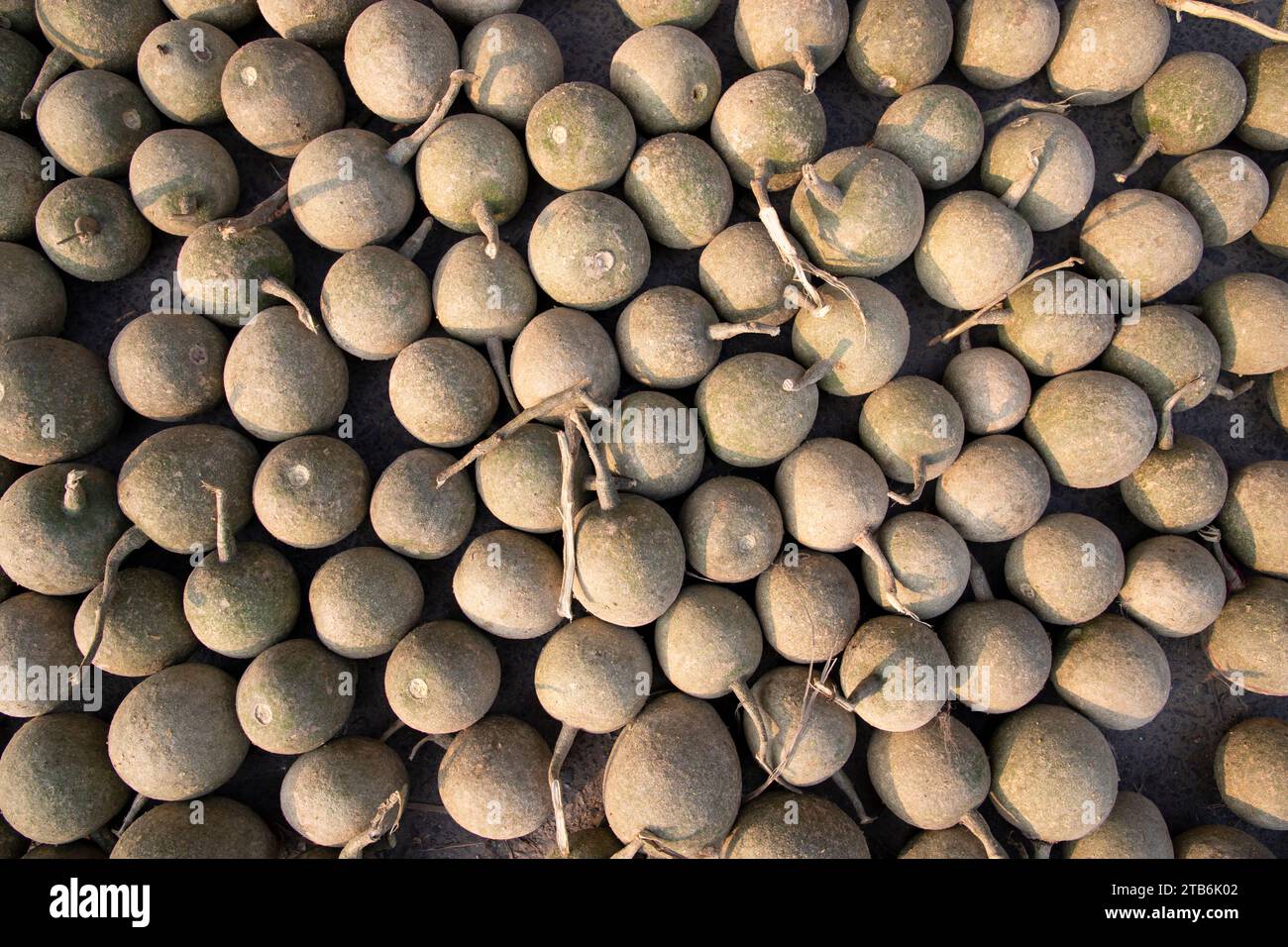 Natural fruits Limonia acidissima Pattern Texture Can be used as a background wallpaper Stock Photo