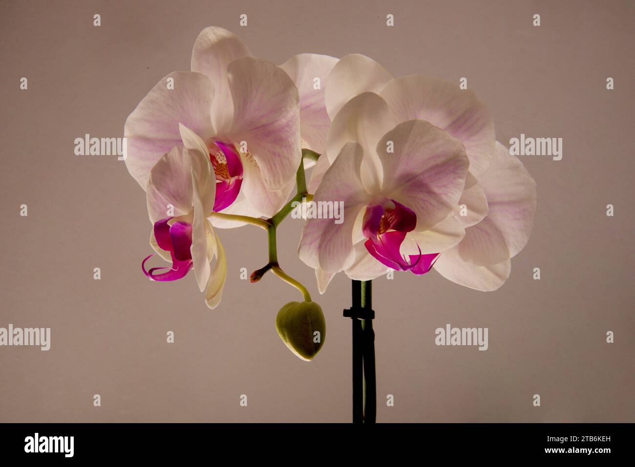 Vibrant orchid flowering plant radiating  beauty, color & life. Pretty white petal with blue veins, and multi-colored stamen attraction attention Stock Photo