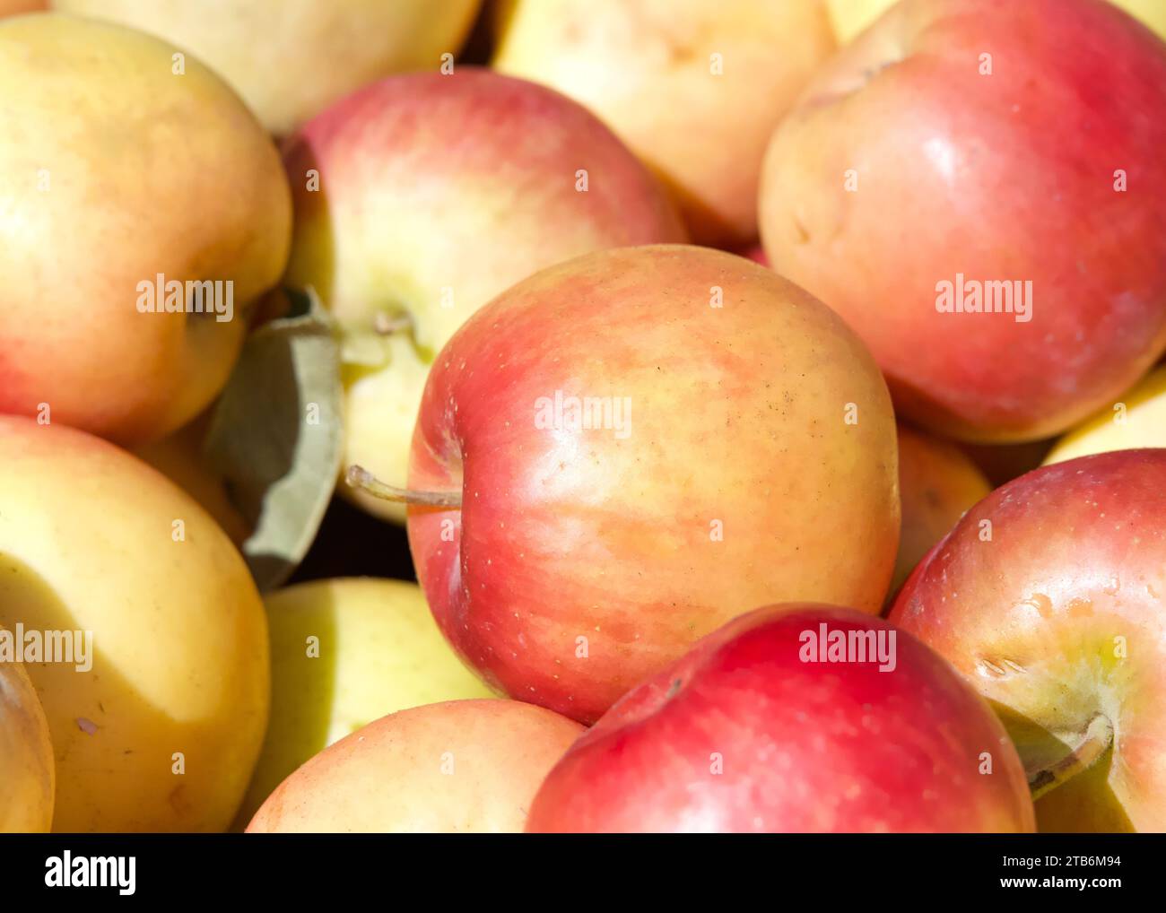https://c8.alamy.com/comp/2TB6M94/close-up-on-pile-of-freshly-picked-red-fuji-apples-for-sale-at-farmers-market-2TB6M94.jpg