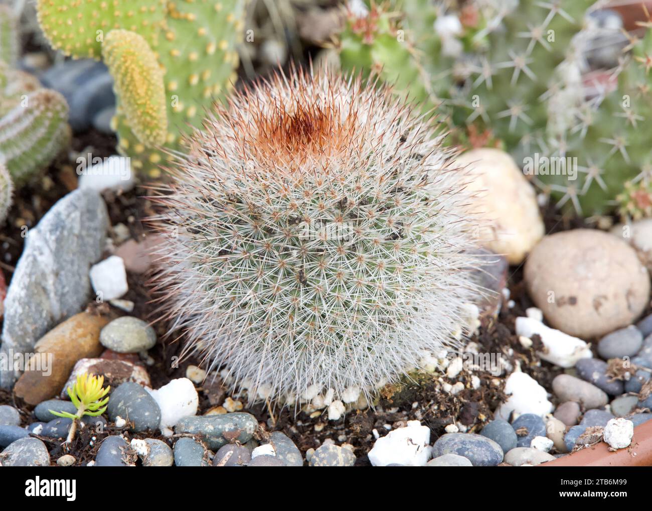 Mammillaria spinosissima, also known as the spiny pincushion cactus, viewed from the side, growing surrounded by small rocks. They require no pruning Stock Photo