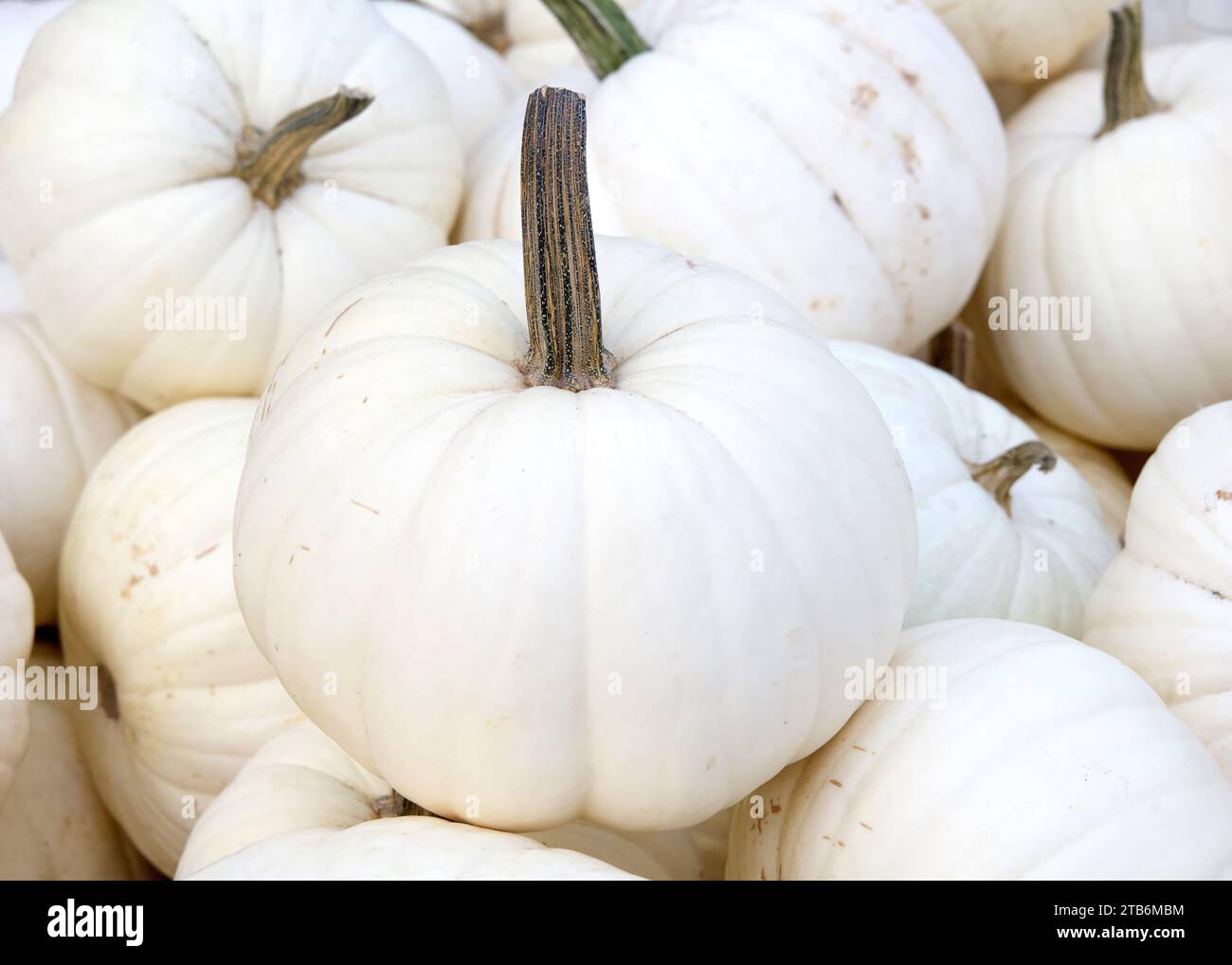 Top view flat lay of many autumn white Cucurbita maxima pumpkins in a pile. Popular holiday decoration. Stock Photo