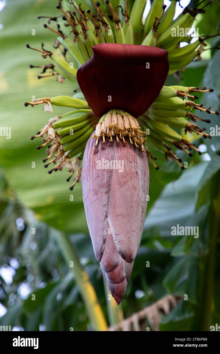 Blossom Banana Flower is a healthy nutrition vegetable on the garden
