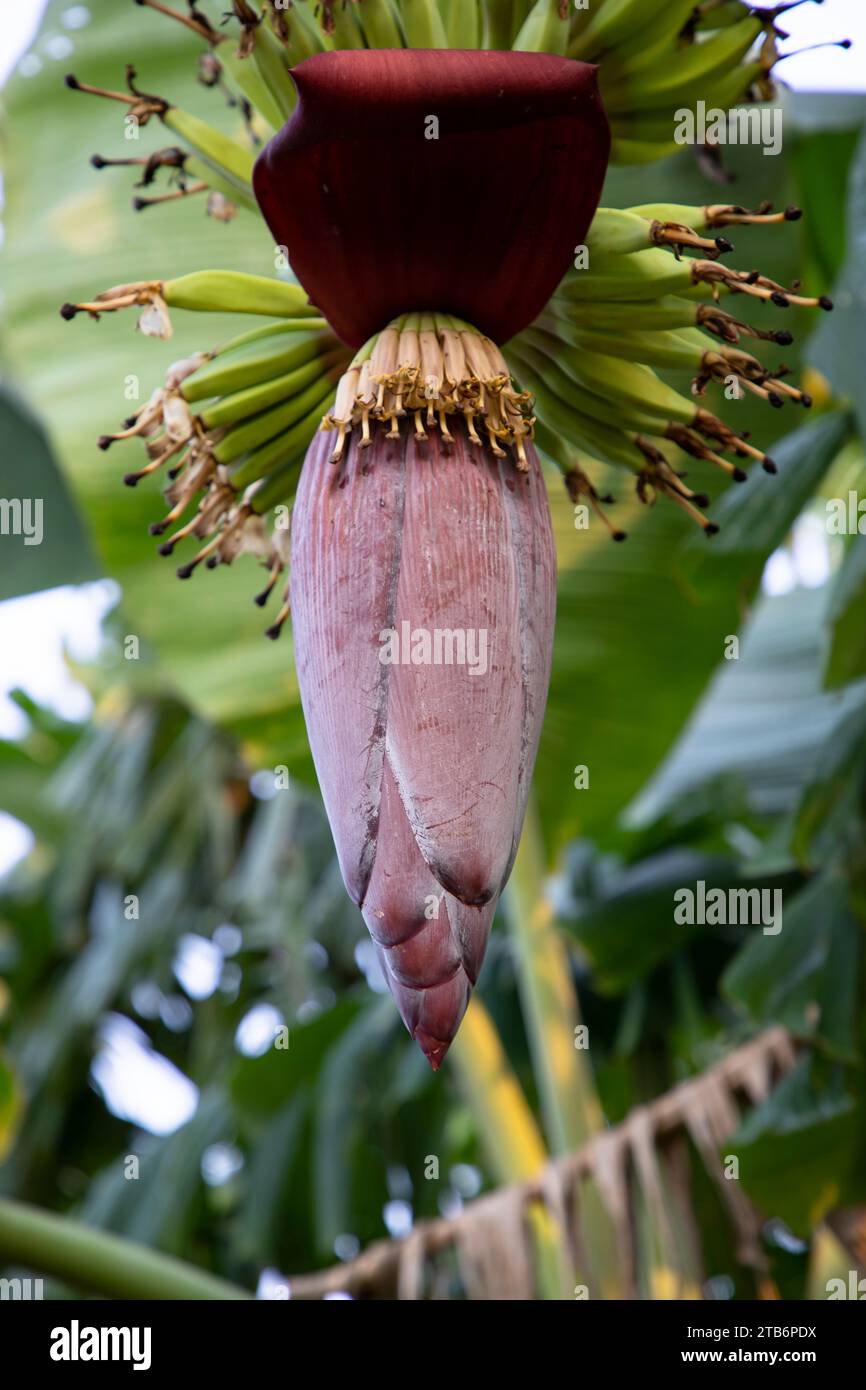 Banana flower hires stock photography and images Alamy