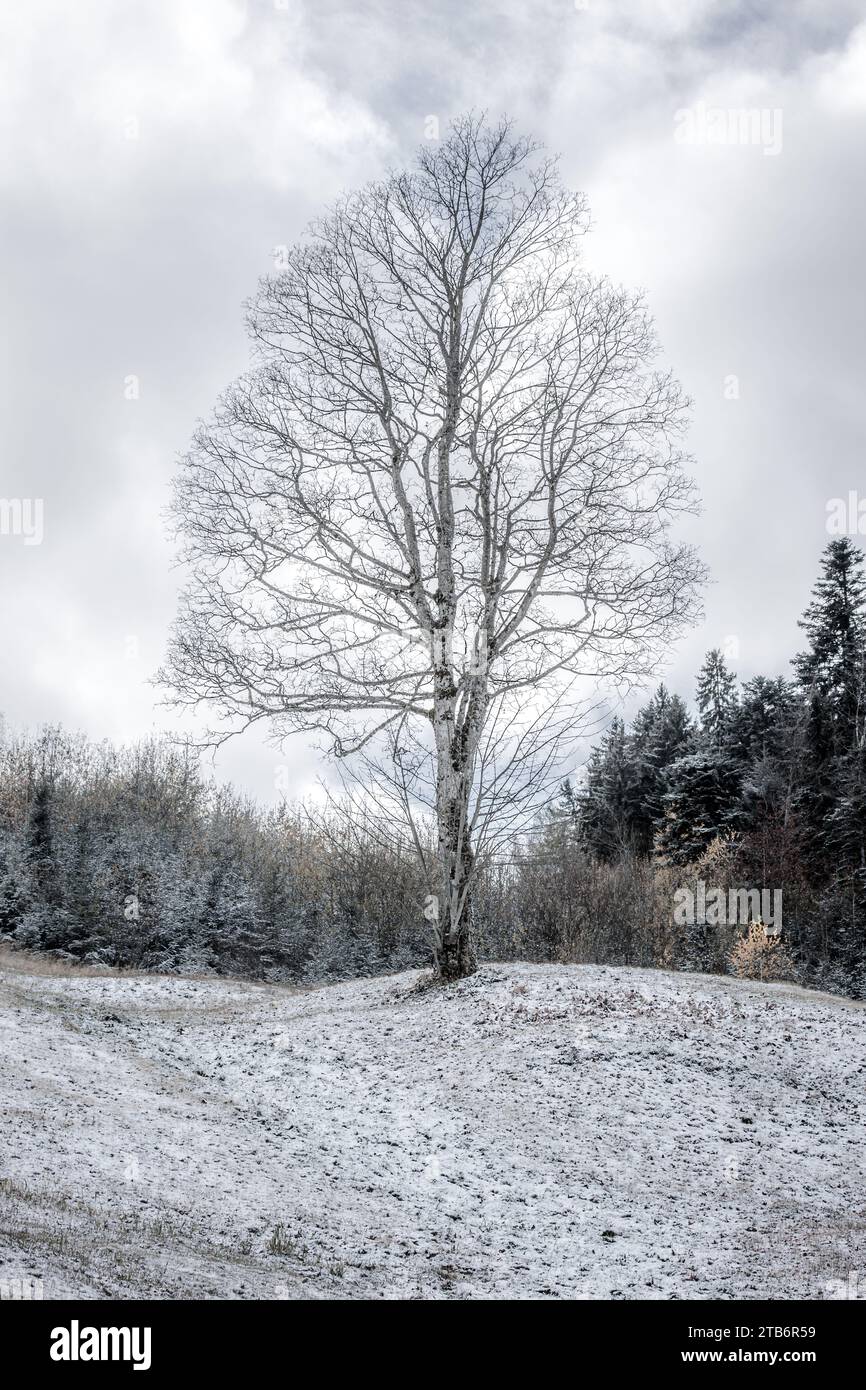 one tree in snow swiss mountain, vertical image Stock Photo