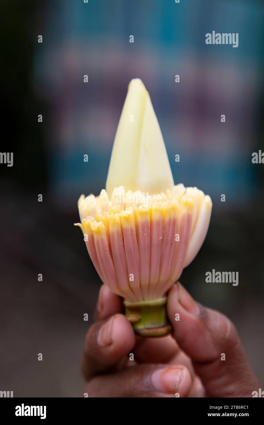 Banana flower in hand, Bangladesh. (Scientific name Musa acuta Stock