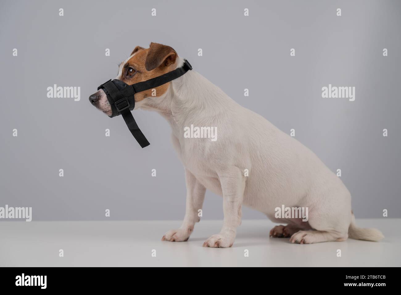 Dog muzzle for jack russell clearance