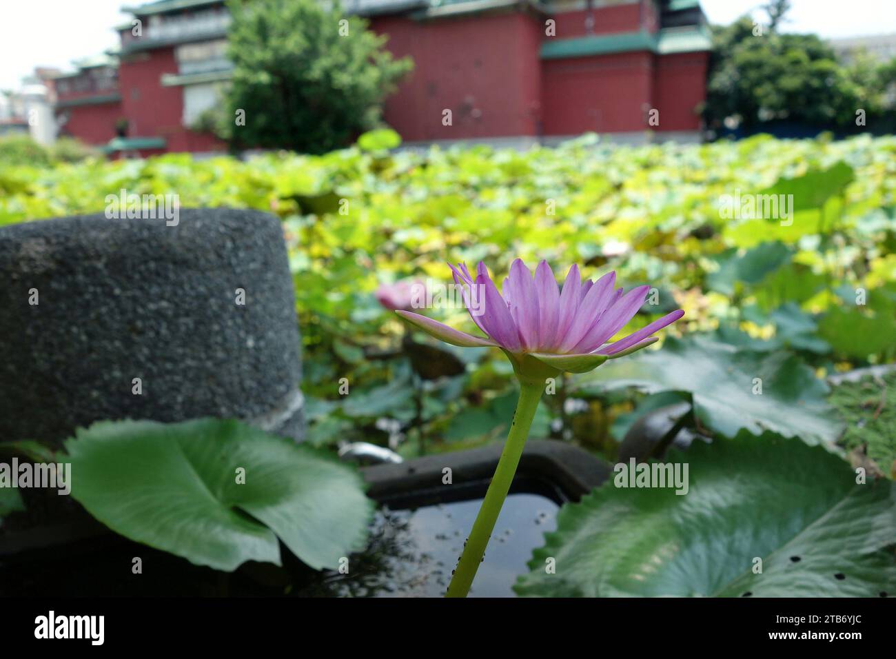 Many leaves water lily hi-res stock photography and images - Alamy