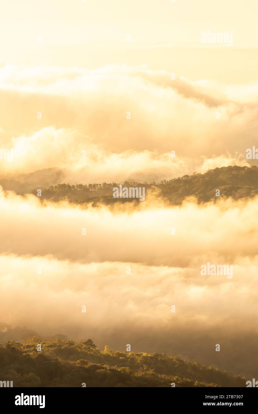 Warm summer fog over forest hi-res stock photography and images - Alamy