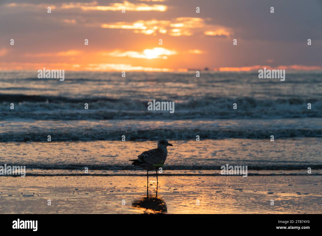 Sunset at the beach in Zandvoort Stock Photo Alamy