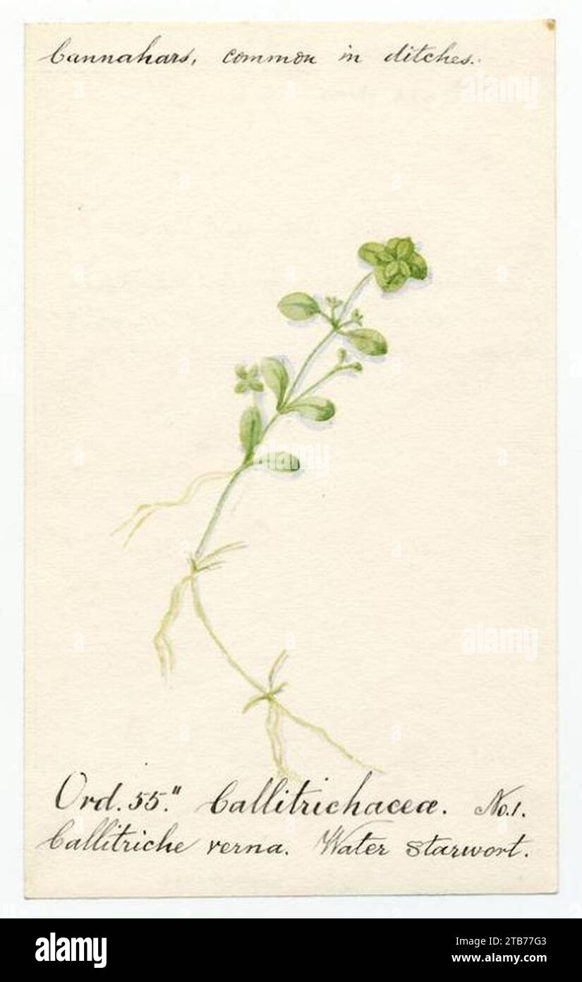 Water starwort (callitriche verna) - William Catto - ABDAG016354. Stock Photo