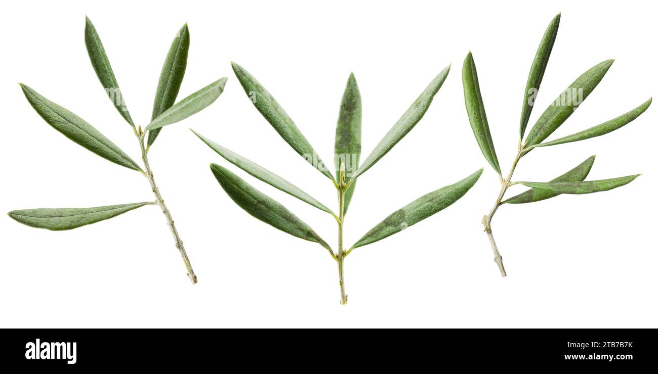 Olive branches with leaves isolated on white background. Stock Photo
