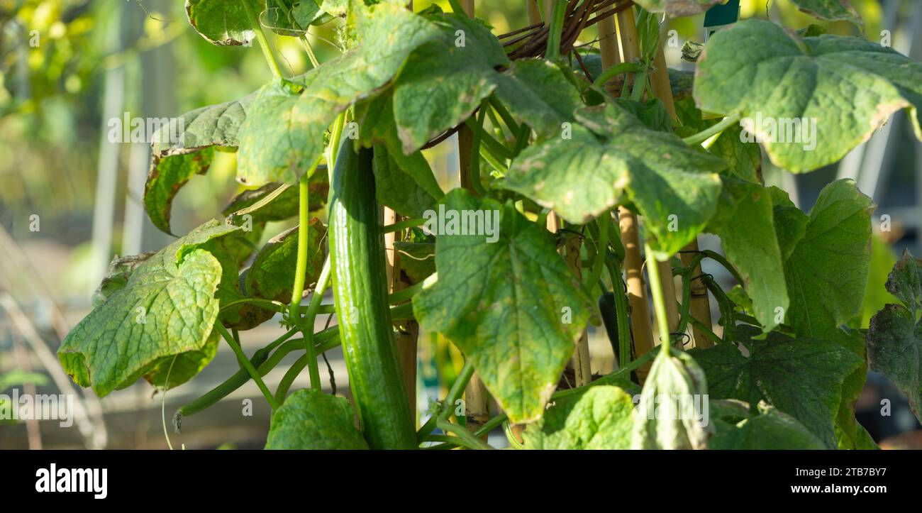 Cucumis sativus carmen hi-res stock photography and images - Alamy