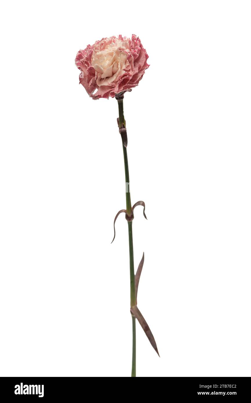Pink beautiful carnation flower isolated on a white background Stock ...