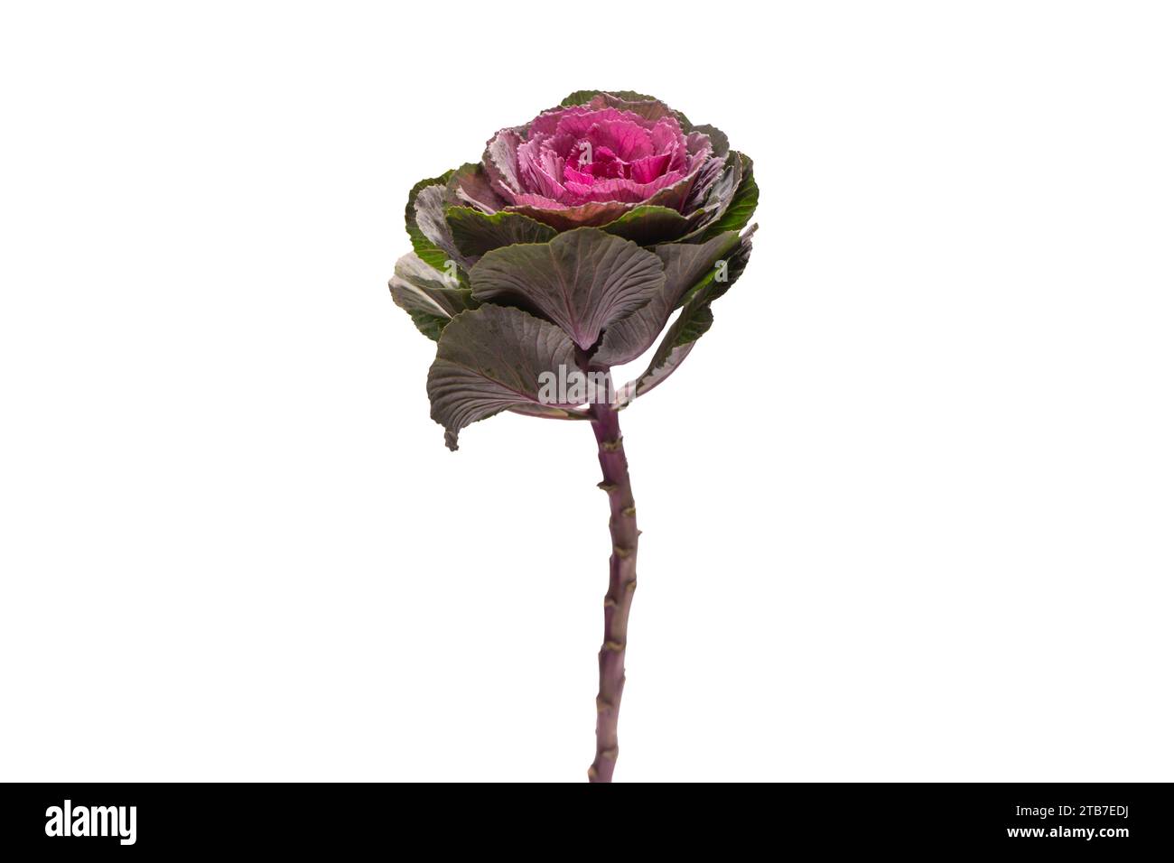 Brassica crane queen hires stock photography and images Alamy