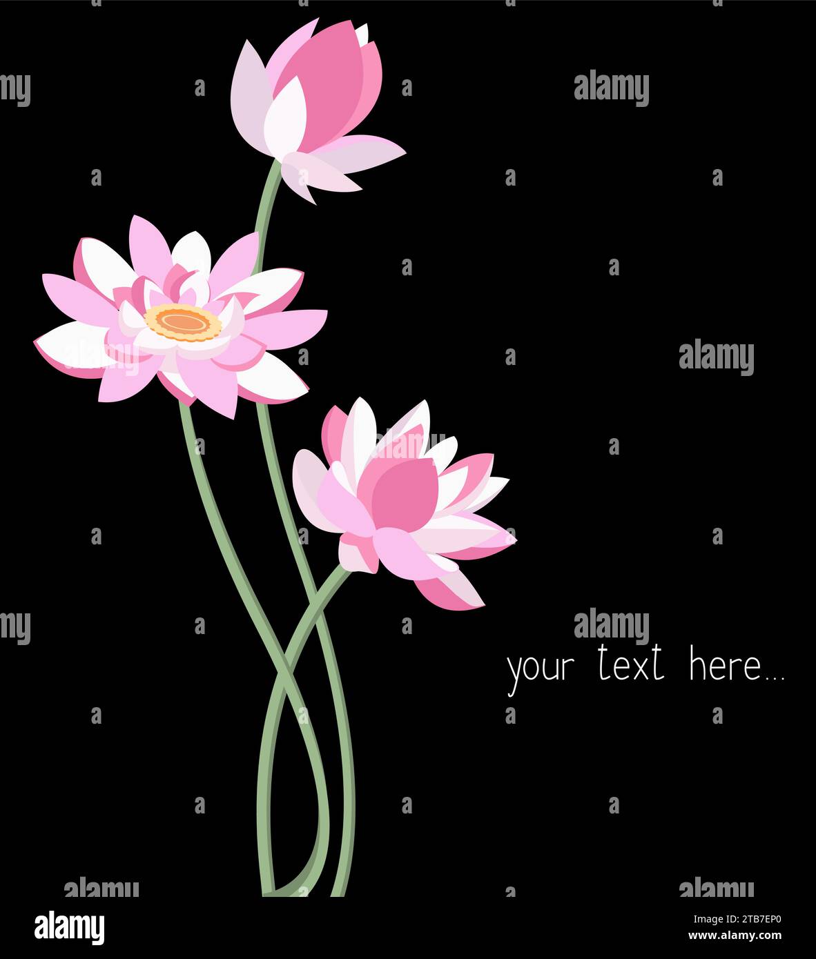 Vector lotus flowers on a black background Stock Vector Image & Art - Alamy