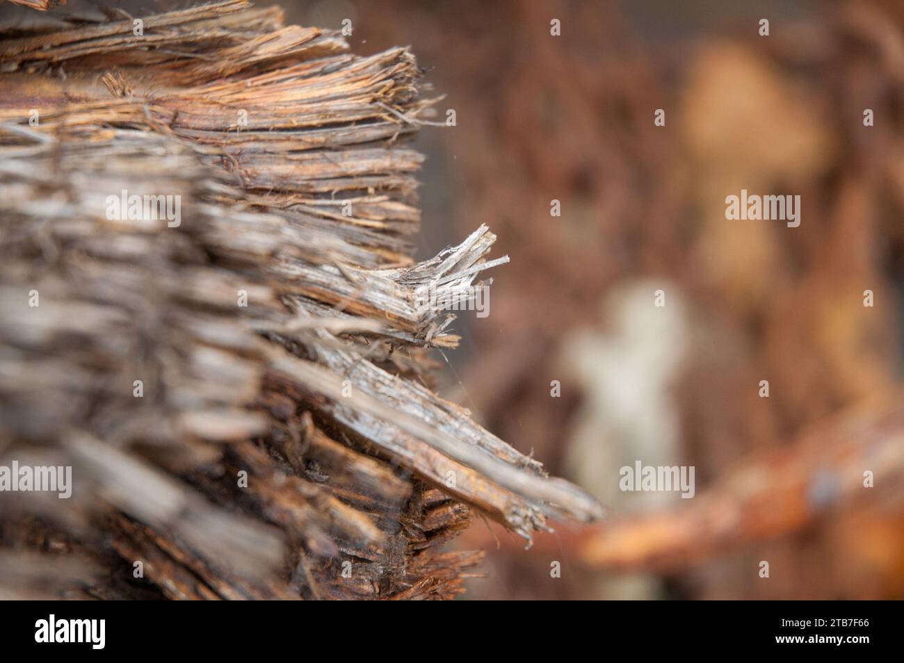 Splintered timber grain hi-res stock photography and images - Alamy