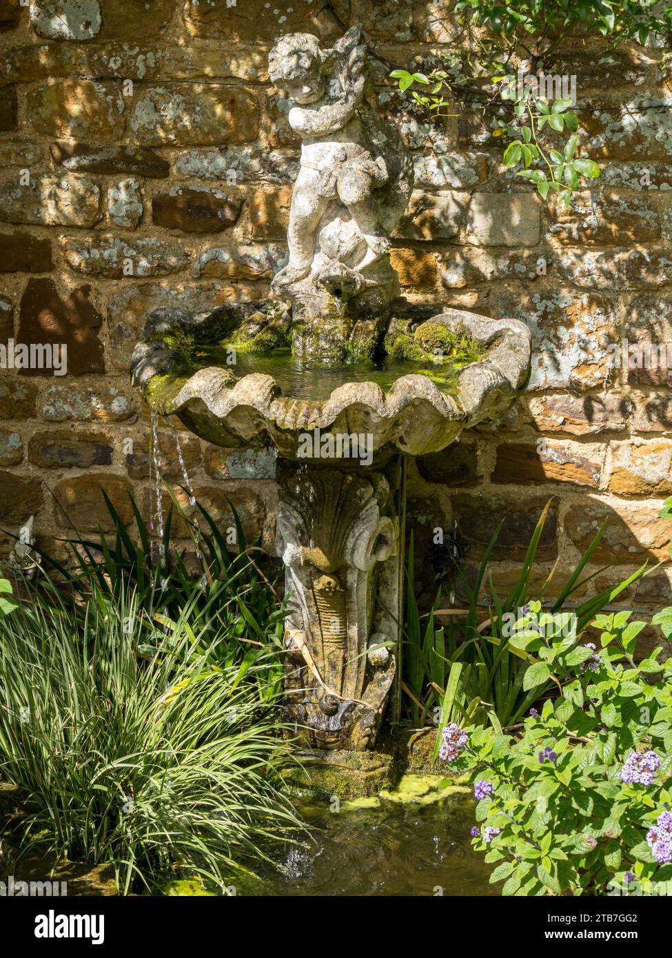 Small wall mounted garden water feature / bird bath with cherub above clam shell in carved stone. Coton Manor Gardens, Northamptonshire, England, UK Stock Photo