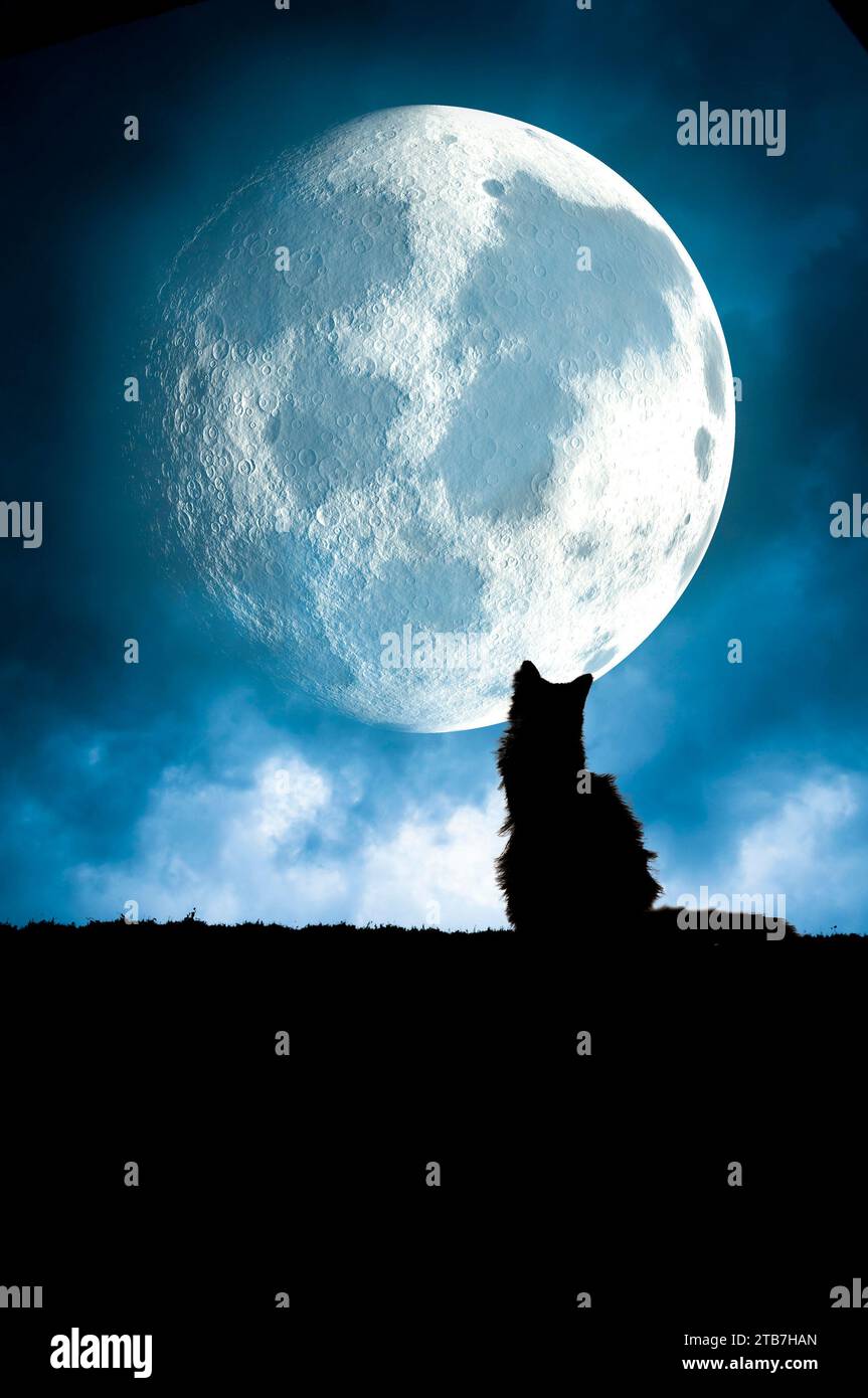 cat silhouette at night with a big full moon Stock Photo