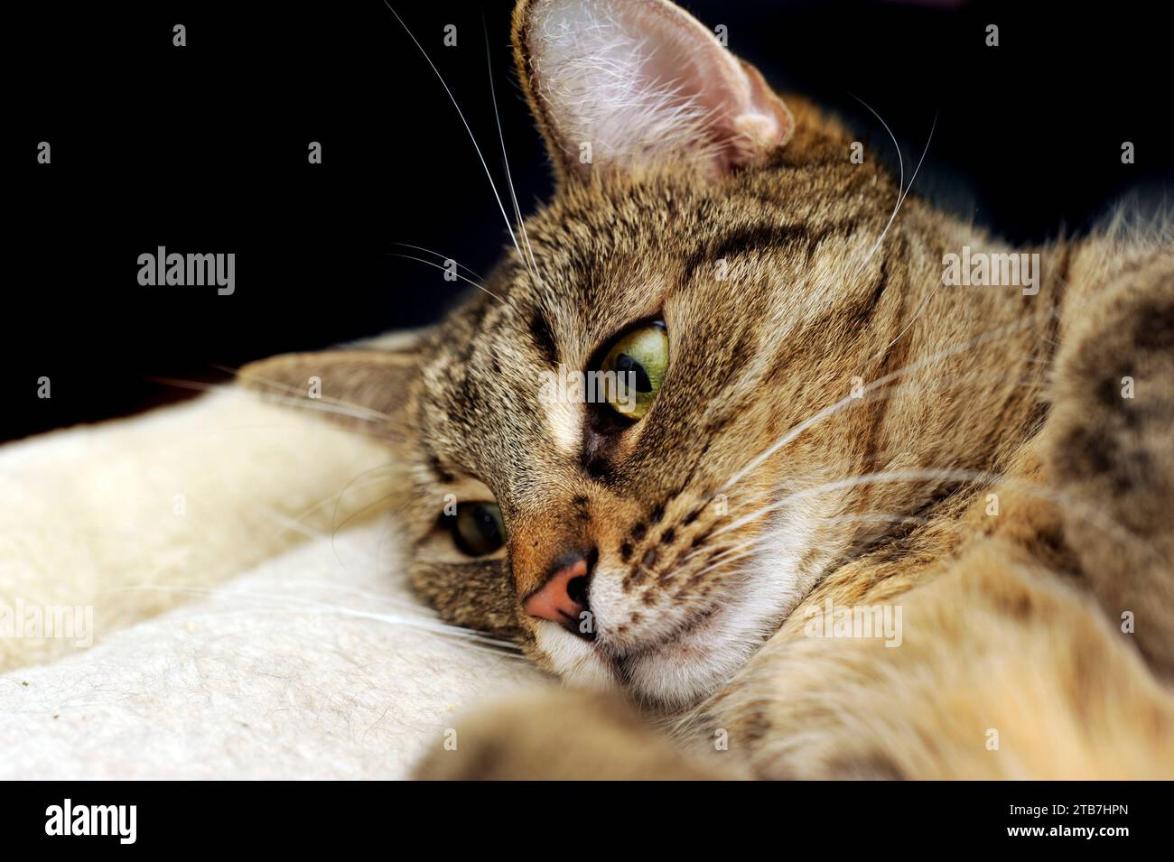 portrait of a domestic tabby cat Stock Photo - Alamy