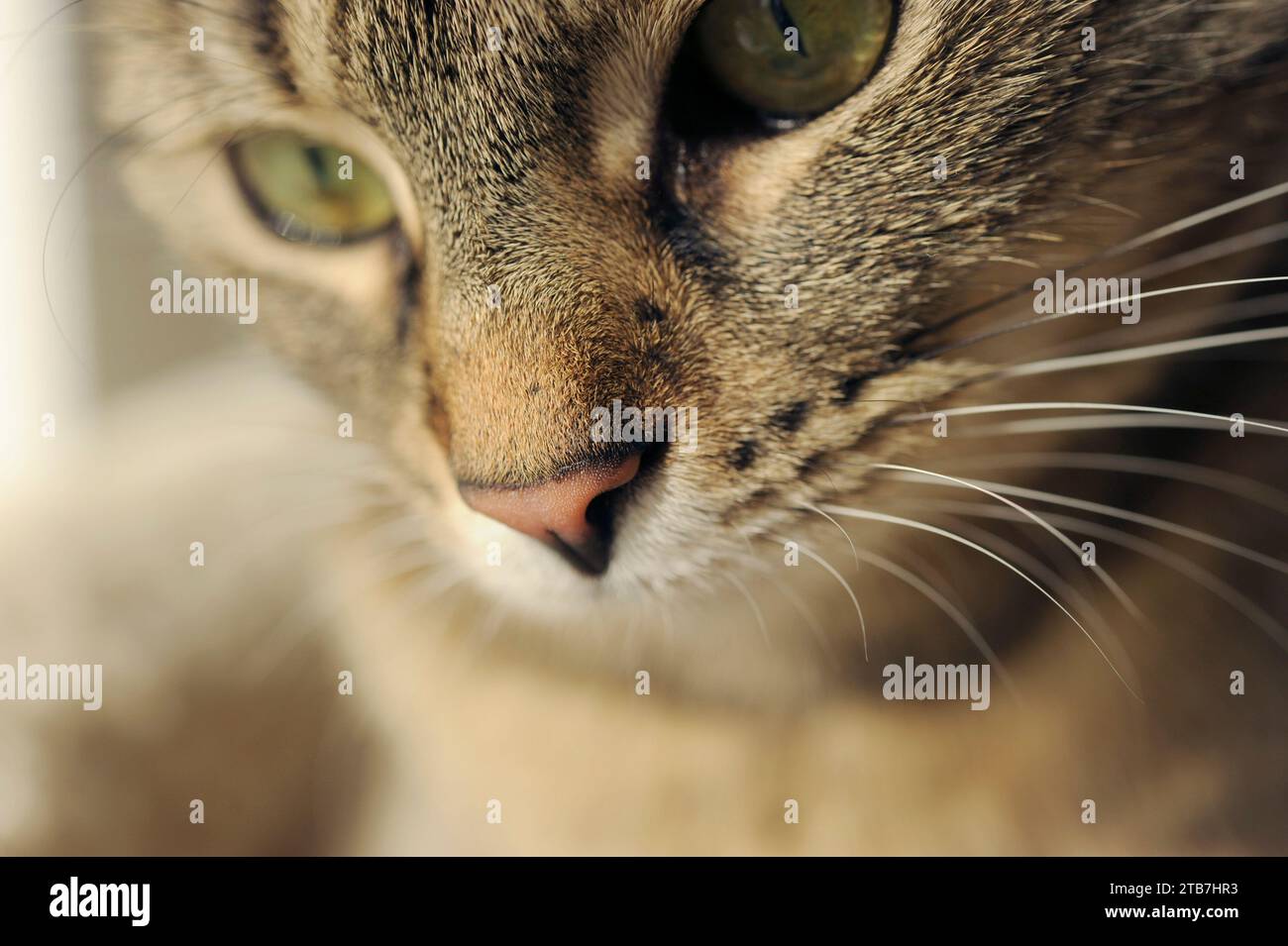 Portrait Of Tabby Cat Hi Res Stock Photography And Images Alamy