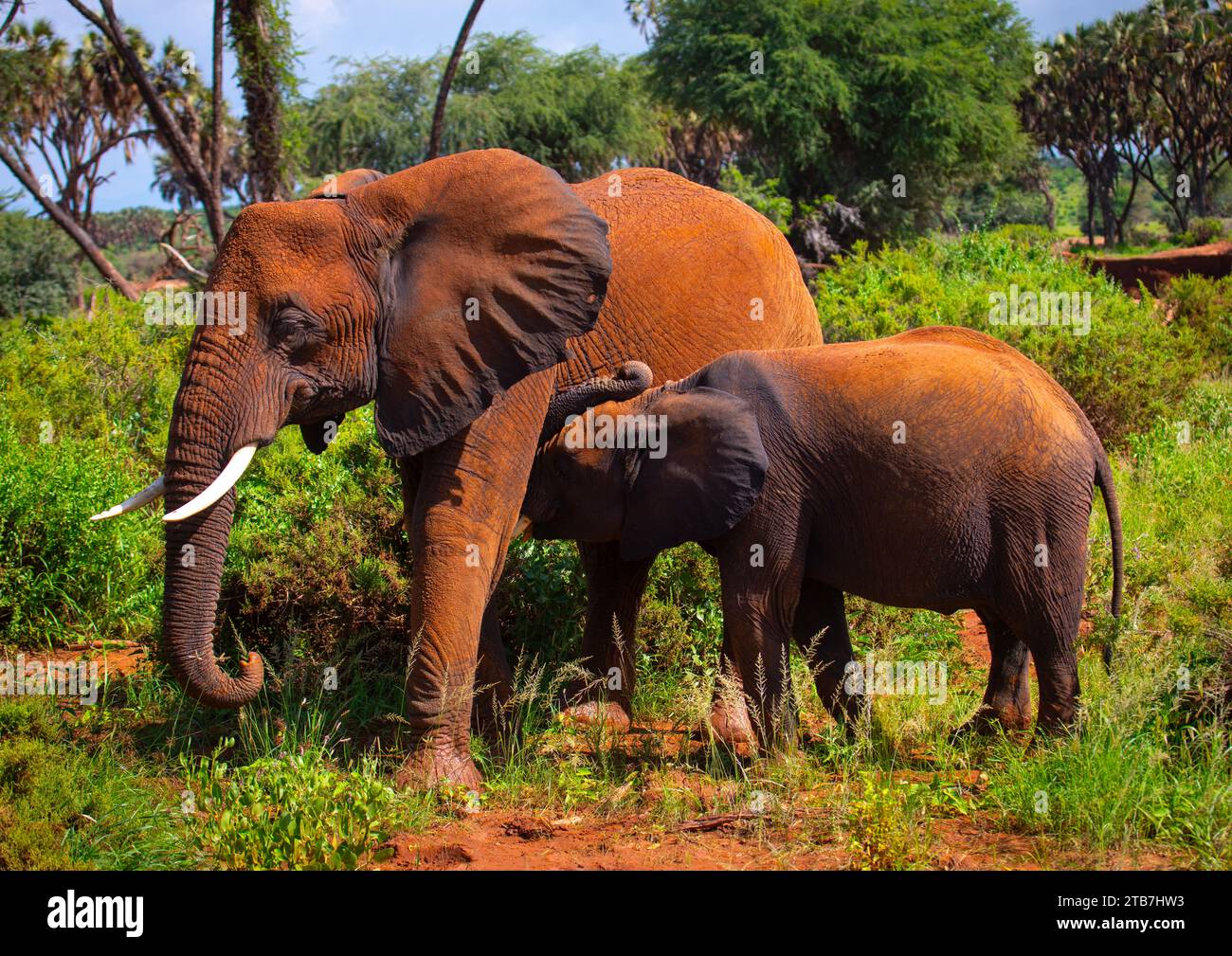 Elephant mother milking her baby, Samburu County, Samburu National Reserve, Kenya Stock Photo