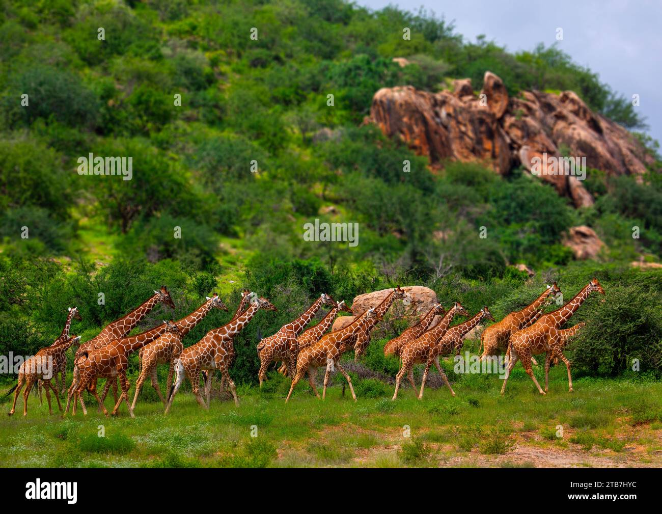 Herd of reticulated giraffes (Giraffa camelopardalis reticulata), Samburu County, Samburu National Reserve, Kenya Stock Photo