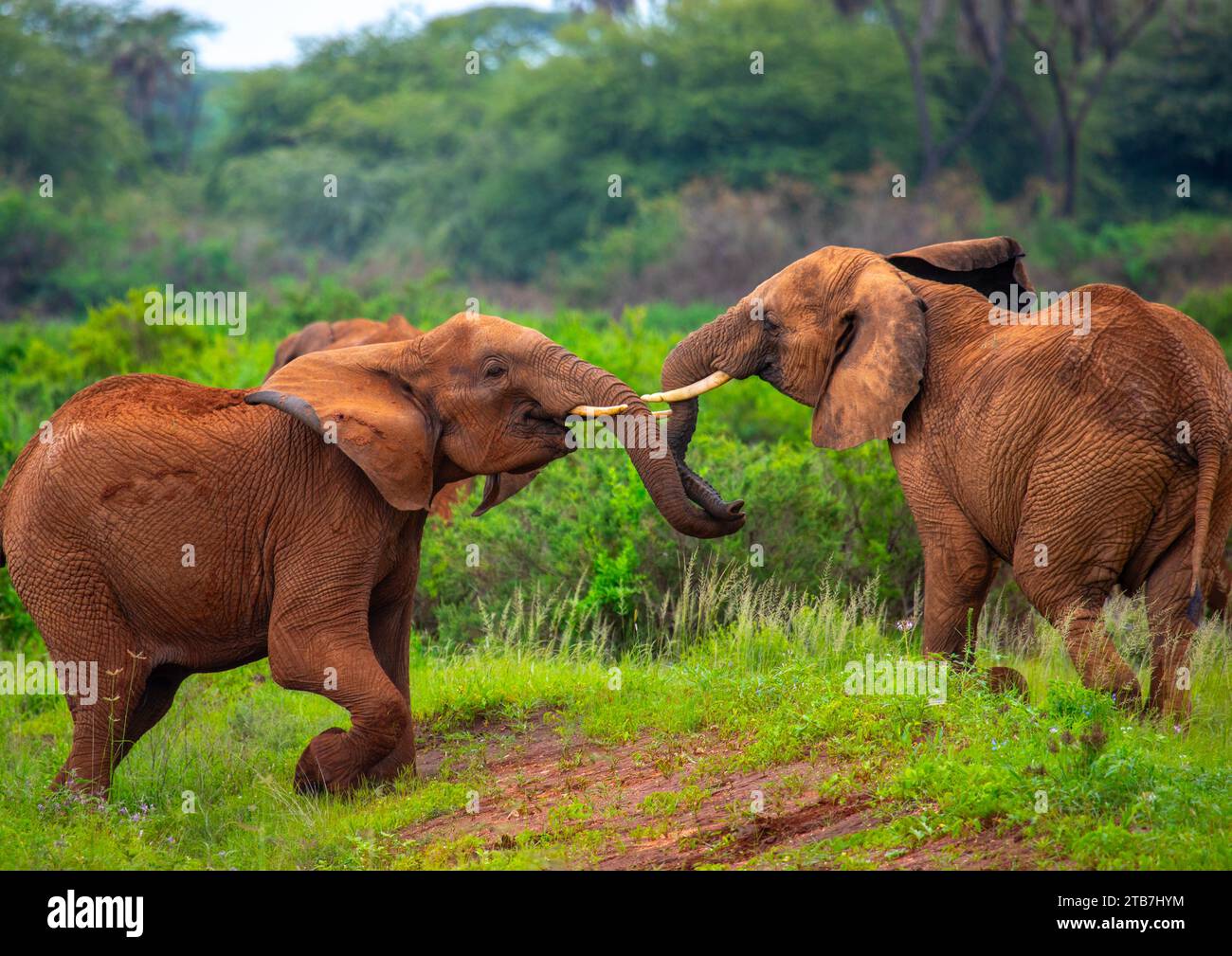 Elephants fighting, Samburu County, Samburu National Reserve, Kenya Stock Photo