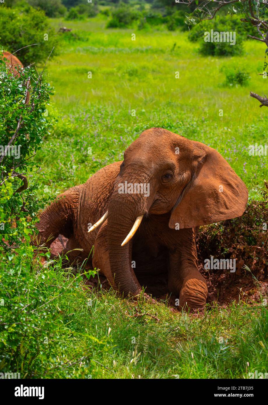 Elephant lying in the mud, Samburu County, Samburu National Reserve, Kenya Stock Photo