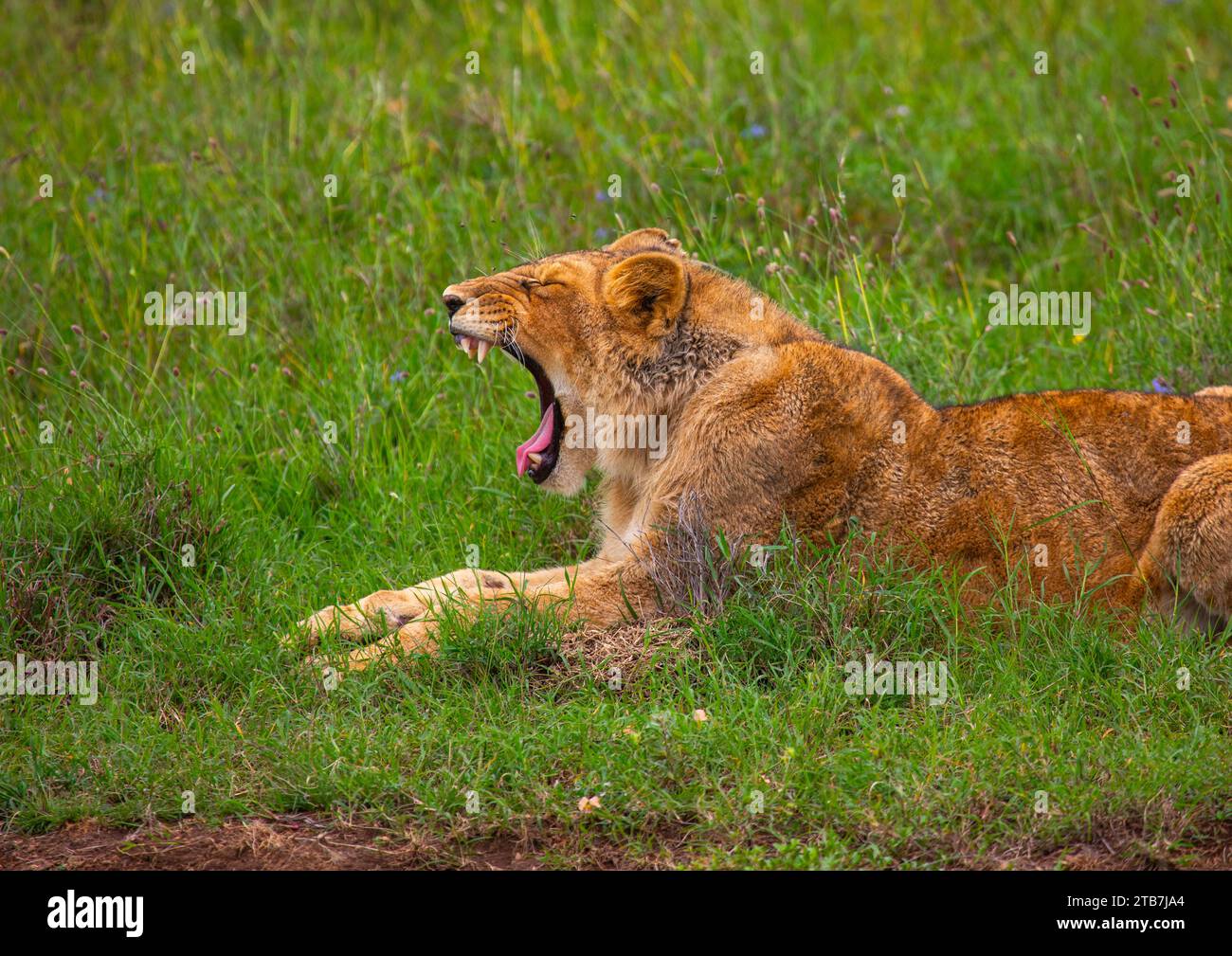 Side view of a lion roaring, Samburu County, Samburu National Reserve ...