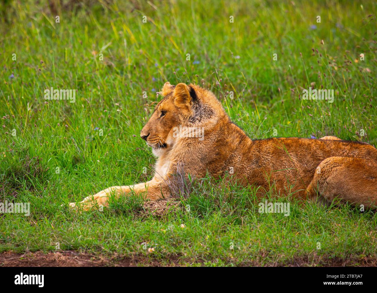 Kenya 23 114 hi-res stock photography and images - Alamy