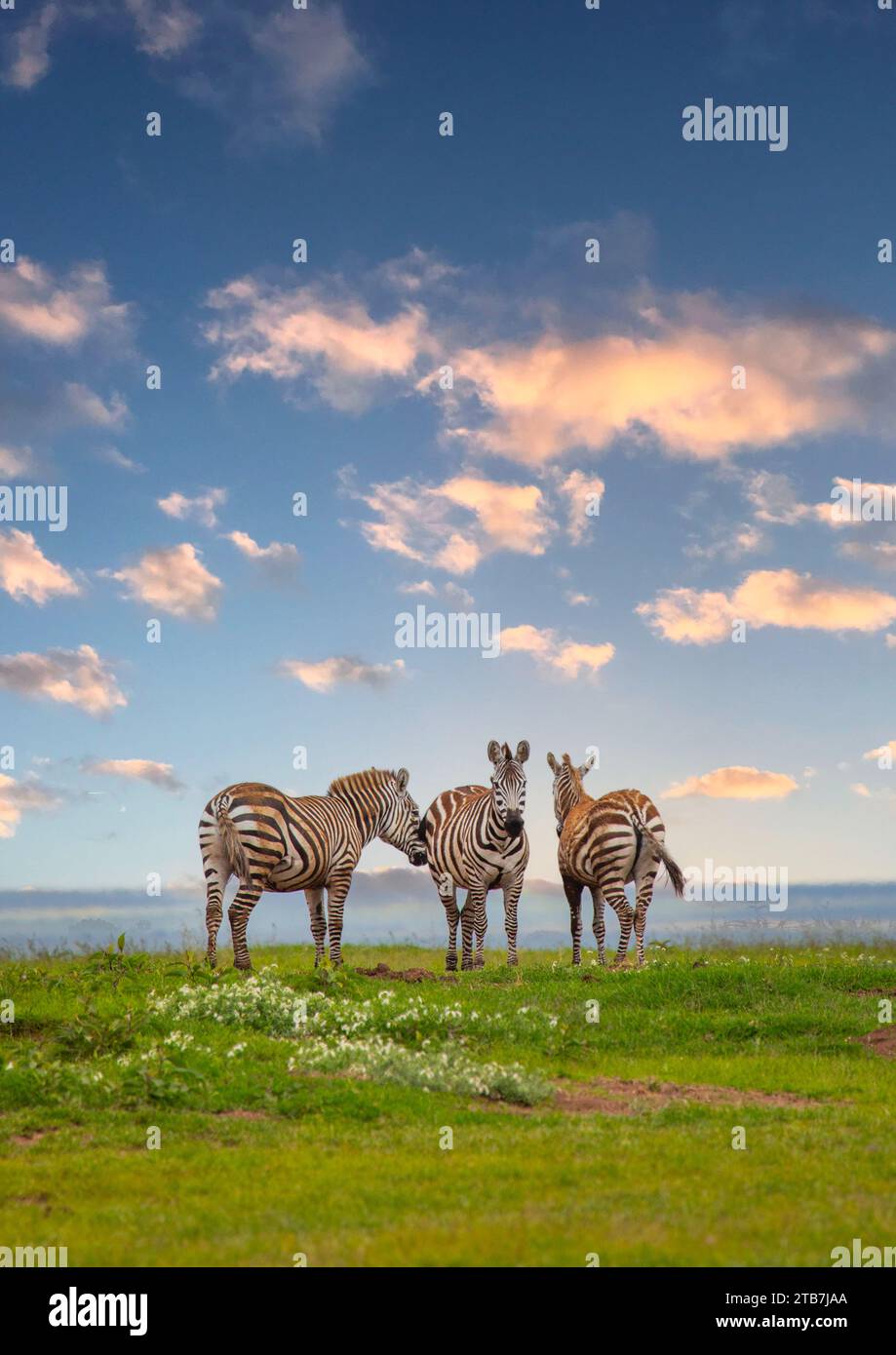Grevy's Zebras (Equus grevyi), Samburu County, Samburu National Reserve, Kenya Stock Photo