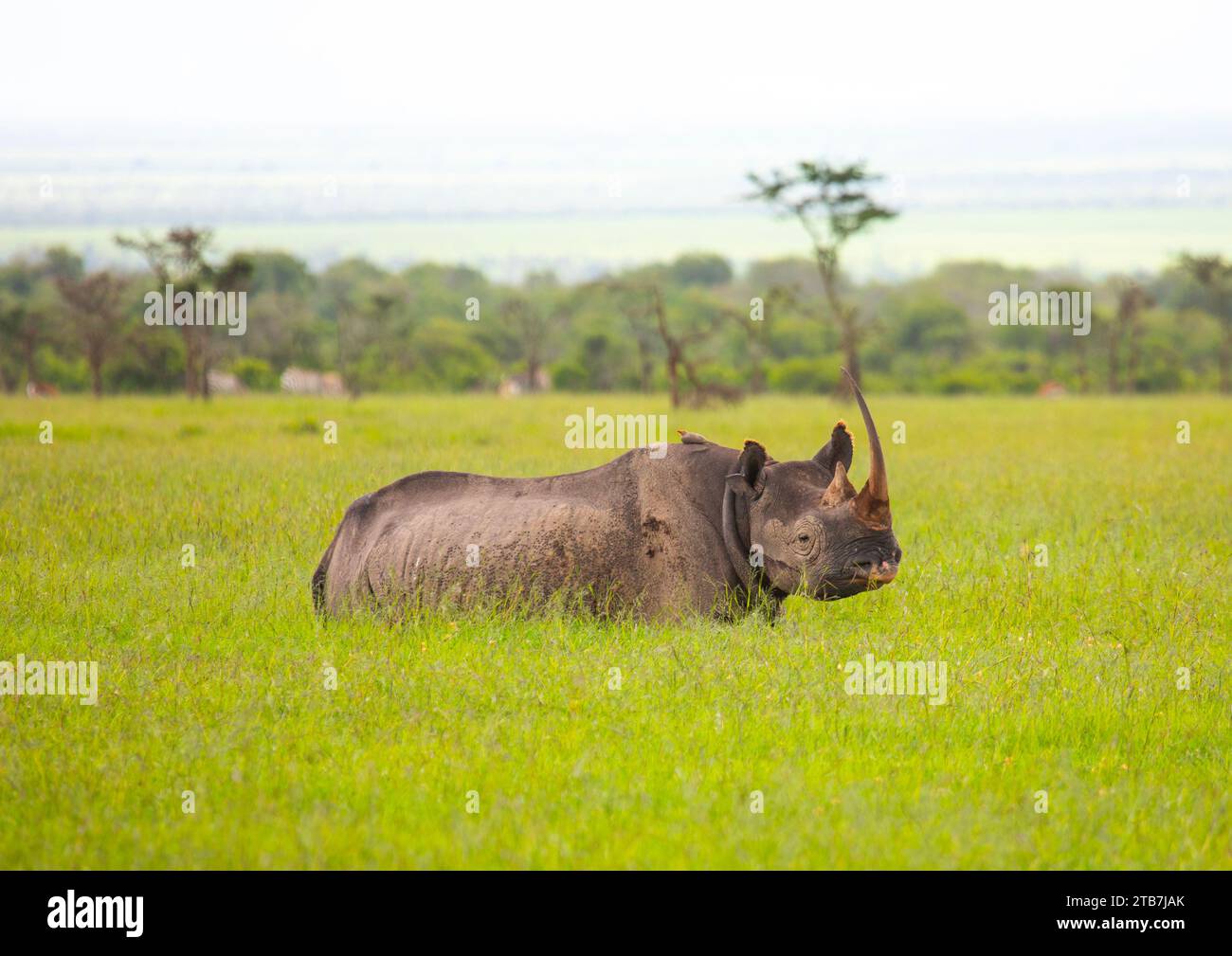 Black rhinos (diceros bicornis) in green grass after rain, Samburu County, Samburu National Reserve, Kenya Stock Photo