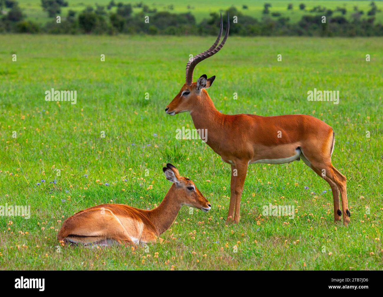Side view of a male and female Impalas (Aepyceros melampus), Samburu ...