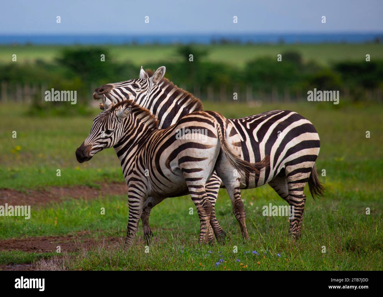 Grevy's Zebra (Equus grevyi), Samburu County, Samburu National Reserve, Kenya Stock Photo