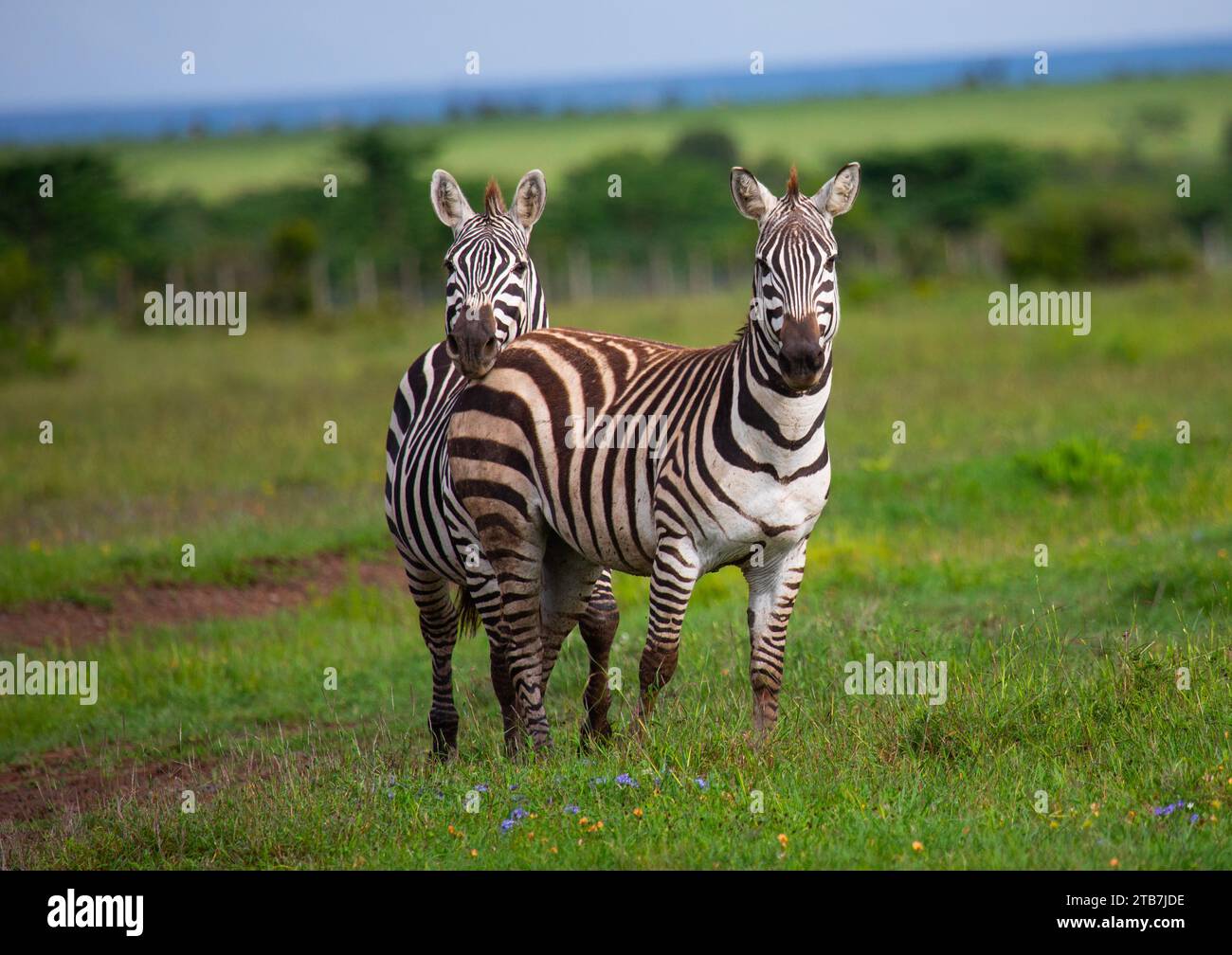 Grevy's Zebra (Equus grevyi), Samburu County, Samburu National Reserve, Kenya Stock Photo