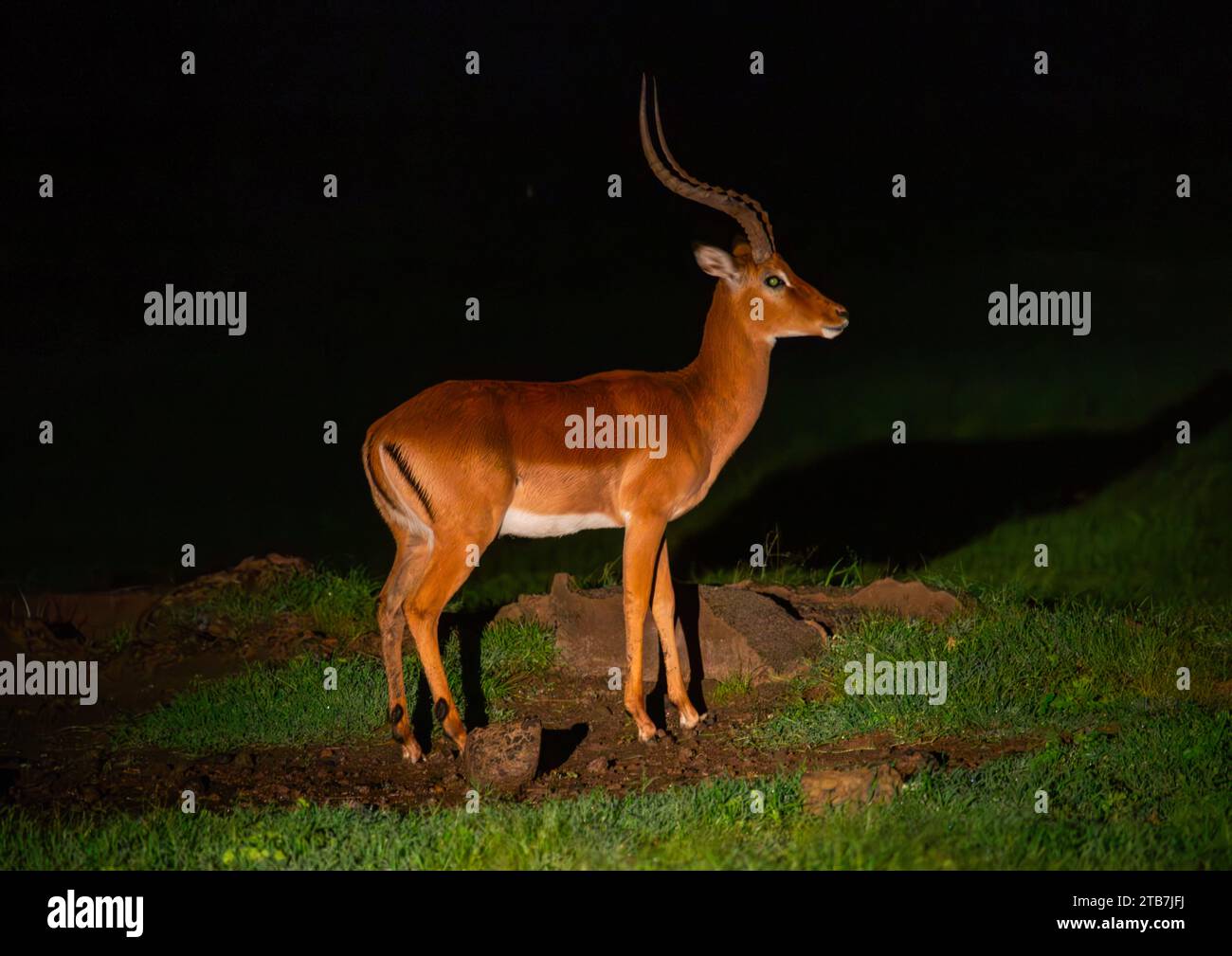 Male Impala (Aepyceros melampus) during a night safari, Samburu County, Samburu National Reserve, Kenya Stock Photo