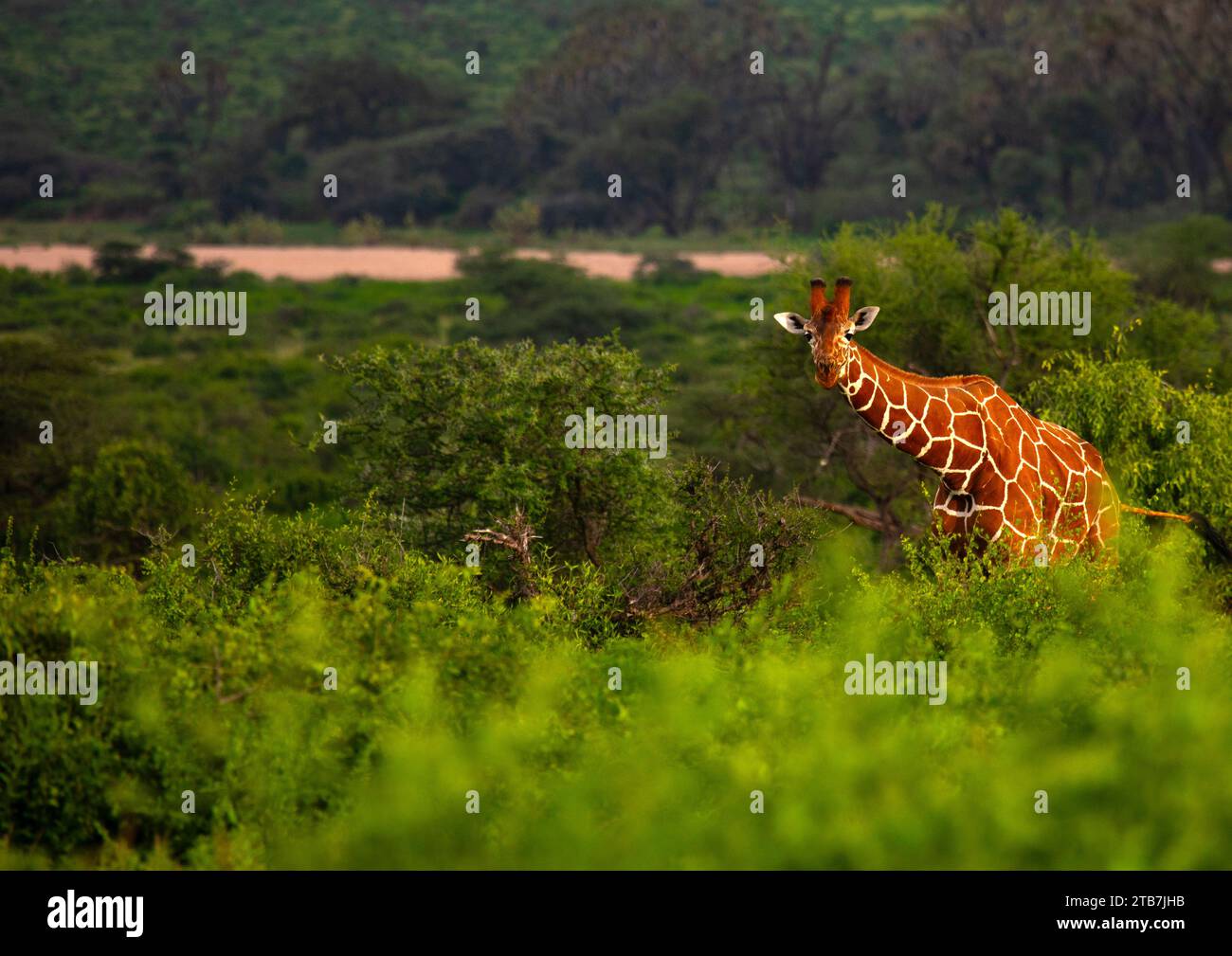 Reticulated giraffe (Giraffa camelopardalis reticulata), Samburu County, Samburu National Reserve, Kenya Stock Photo