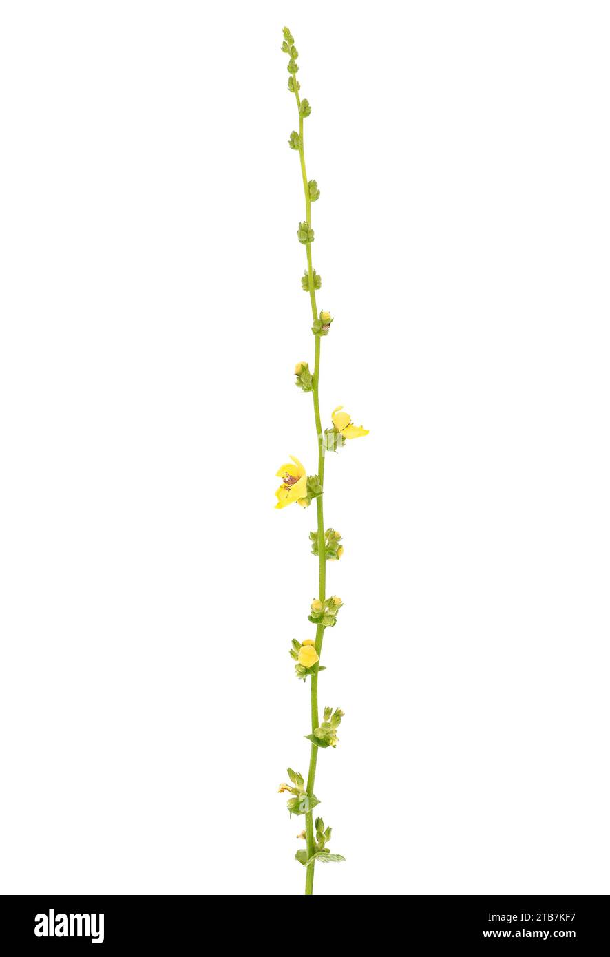 Wavyleaf mullein isolated on white background, Verbascum sinuatum Stock Photo