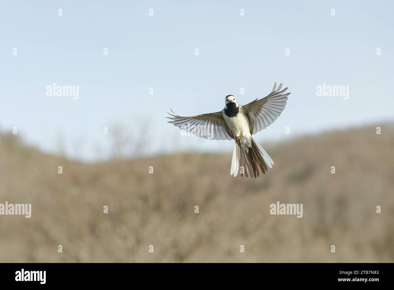A delicate white wagtail bird is captured in the midst of flight, its wings perfectly extended as it glides through the air against a soft, earthy bac Stock Photo