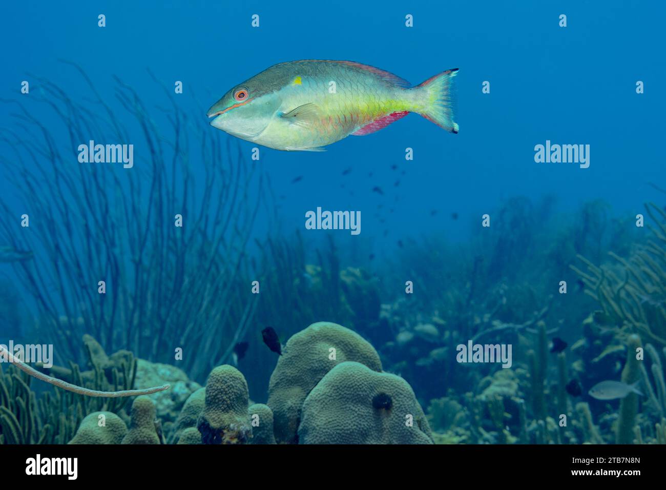 A vibrant rainbow parrotfish swims through a serene seascape with soft corals and seagrass in the background, showcasing underwater biodiversity. Stock Photo