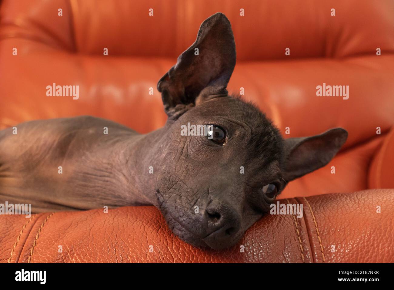 Large xoloitzcuintli hot sale